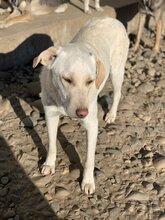 LISETTE, Hund, Mischlingshund in Rumänien - Bild 19