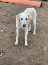 LISETTE, Hund, Mischlingshund in Rumänien - Bild 2