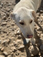 LISETTE, Hund, Mischlingshund in Rumänien - Bild 3