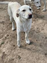 LISETTE, Hund, Mischlingshund in Rumänien - Bild 6