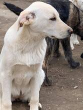 LISETTE, Hund, Mischlingshund in Rumänien - Bild 7