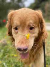 KATSOUF, Hund, Golden Retriever in Griechenland