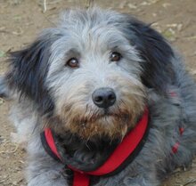ROSA, Hund, Mischlingshund in Griechenland