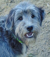 RINGO, Hund, Mischlingshund in Griechenland