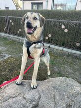 ELISA, Hund, Mischlingshund in Hoppegarten