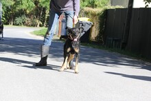 CSENGE3, Hund, Mischlingshund in Ungarn - Bild 3