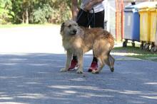 BRUTUSZ, Hund, Magyar Vizsla-Deutsch Drahthaar-Mix in Ungarn - Bild 1