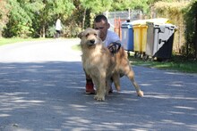 BRUTUSZ, Hund, Magyar Vizsla-Deutsch Drahthaar-Mix in Ungarn - Bild 2