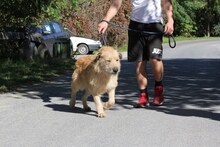 BRUTUSZ, Hund, Magyar Vizsla-Deutsch Drahthaar-Mix in Ungarn - Bild 3