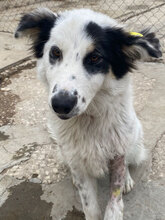 KARI, Hund, Mischlingshund in Bulgarien