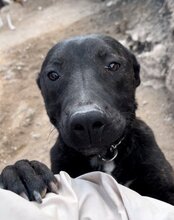 DANTE, Hund, Staffordshire Bull Terrier-Mix in Kroatien - Bild 10