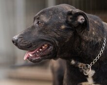 DANTE, Hund, Staffordshire Bull Terrier-Mix in Kroatien - Bild 11