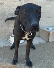 DANTE, Hund, Staffordshire Bull Terrier-Mix in Kroatien - Bild 12