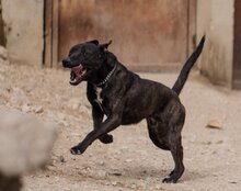 DANTE, Hund, Staffordshire Bull Terrier-Mix in Kroatien - Bild 13