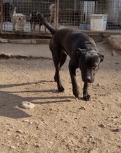 DANTE, Hund, Staffordshire Bull Terrier-Mix in Kroatien - Bild 16