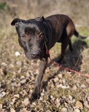 DANTE, Hund, Staffordshire Bull Terrier-Mix in Kroatien - Bild 17