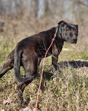 DANTE, Hund, Staffordshire Bull Terrier-Mix in Kroatien - Bild 18