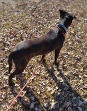 DANTE, Hund, Staffordshire Bull Terrier-Mix in Kroatien - Bild 19