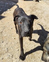 DANTE, Hund, Staffordshire Bull Terrier-Mix in Kroatien - Bild 2