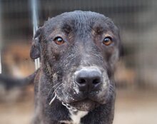 DANTE, Hund, Staffordshire Bull Terrier-Mix in Kroatien - Bild 20