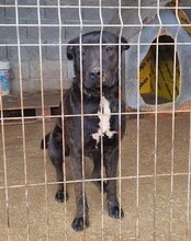 DANTE, Hund, Staffordshire Bull Terrier-Mix in Kroatien - Bild 21