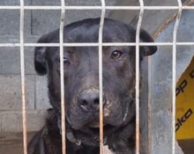 DANTE, Hund, Staffordshire Bull Terrier-Mix in Kroatien - Bild 23