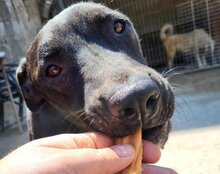 DANTE, Hund, Staffordshire Bull Terrier-Mix in Kroatien - Bild 5