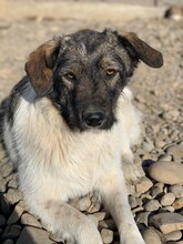 LILIBETH, Hund, Mischlingshund in Rumänien - Bild 1