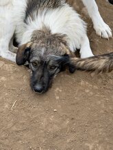 LILIBETH, Hund, Mischlingshund in Rumänien - Bild 9