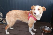 NANCY, Hund, Mischlingshund in Rumänien