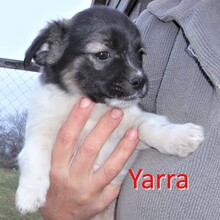 YARRA, Hund, Mischlingshund in Wietze