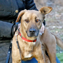 ZSANI, Hund, Mischlingshund in Ungarn - Bild 4