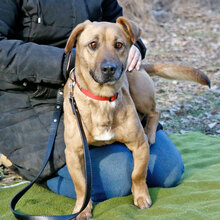 ZSANI, Hund, Mischlingshund in Ungarn - Bild 6