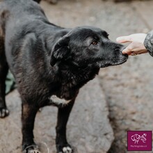 KIRA, Hund, Mischlingshund in Rumänien - Bild 7