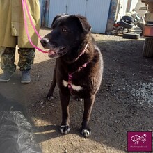 KIRA, Hund, Mischlingshund in Rumänien - Bild 8