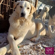 BABOO, Hund, Herdenschutzhund in Rumänien - Bild 2