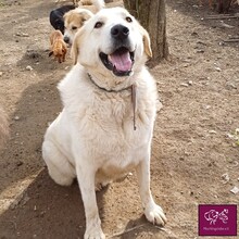 BABOO, Hund, Herdenschutzhund in Rumänien - Bild 6