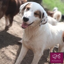 CATALINO, Hund, Herdenschutzhund in Rumänien - Bild 4