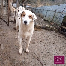 CATALINO, Hund, Herdenschutzhund in Rumänien - Bild 8