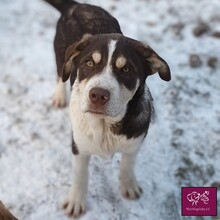 AMARETTO, Hund, Herdenschutzhund in Rumänien - Bild 2