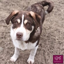 AMARETTO, Hund, Herdenschutzhund in Rumänien - Bild 3