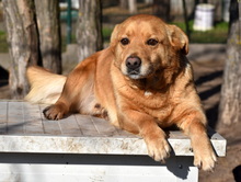 TACO, Hund, Mischlingshund in Ungarn - Bild 1