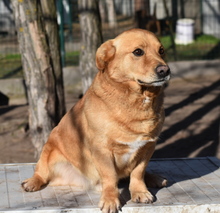 TACO, Hund, Mischlingshund in Ungarn - Bild 2