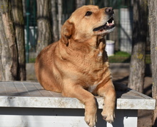 TACO, Hund, Mischlingshund in Ungarn - Bild 4