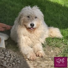 SUNNY, Hund, Mischlingshund in Rumänien