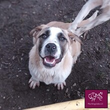 DENZEL, Hund, Herdenschutzhund in Rumänien - Bild 2