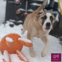 DENZEL, Hund, Herdenschutzhund in Rumänien - Bild 3