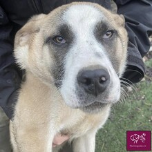 DENZEL, Hund, Herdenschutzhund in Rumänien - Bild 4