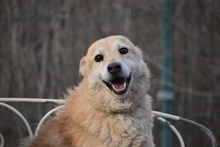 VILI, Hund, Mischlingshund in Ungarn - Bild 1