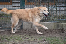 VILI, Hund, Mischlingshund in Ungarn - Bild 2